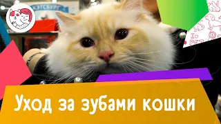 4 правила ухода за зубами кошки