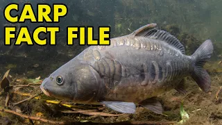 Carp: Fact File (British Wildlife Facts)