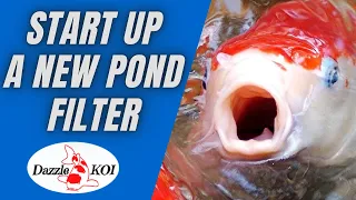 How to start up a new koi pond/filter (avoid new pond syndrome)