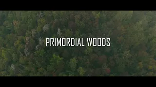 AETHERIAN - Primordial Woods (NEW SONG TEASER)