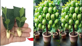 The way I propagate guava with leaves and garlic bulbs is much simpler and more effective