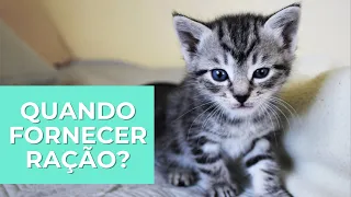 QUANDO UM GATO PODE COMEÇAR A COMER RAÇÃO?