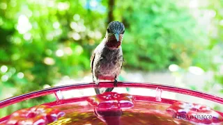 Juvenile Anna's Hummingbirds (Calypte anna)