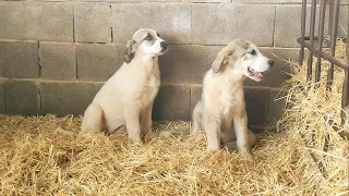 Os presento a los nuevos cachorros y os cuento cosas interesantes de las razas de mastines