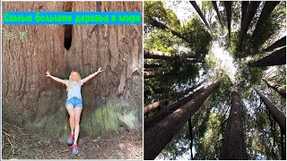 Самые большие деревья в мире / Секвойя / Sequoia Park / Redwoods Park