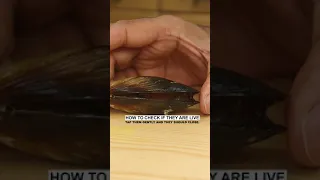 HOW TO CHECK FRESH MUSSELS