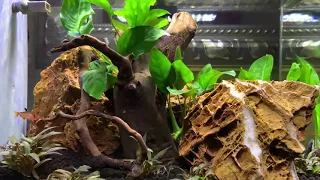 Top Fin Retreat 5 Gallon Aquarium Setup/Planted Tank