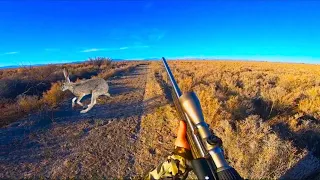 EPIC Jackrabbit Hunting With .17  Catch and Cook
