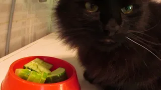 Кот ест огурцы  Cat eat cucumbers