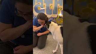 How To Train Your Dog To "Kiss"