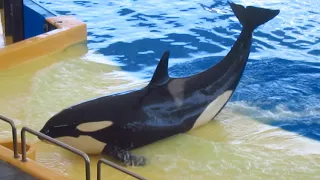 Morgan's segment — Loro Parque — October 12th, 2021