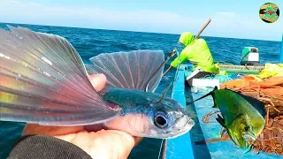 PESCANDO AL PEZ VOLADOR Para la PESCA DE PERICOS DORADOS - Pesca en Alta Mar