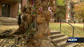 The history of Old Louisville's "Witches Tree"