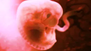 The miracle of life _ 3D simulation of pregnancy |Le miracle de la vie simulation 3D d'une grossesse