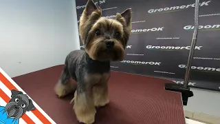 Grooming yorkie head - Yorkie transformation