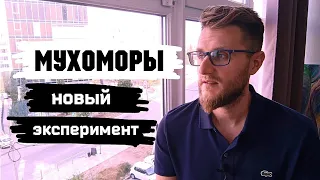 МУХОМОРЫ / 98% населения этого никогда не поймут