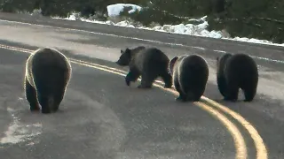 4 Grizzly Bears on Road