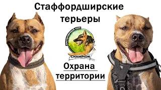 Стаффордширские терьеры. ЗКС. Охрана территории || ДРЕССИРОВКА СОБАК "CHAMPION"