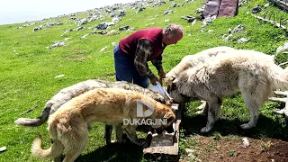 “Si jetuam” - Delët që ndryshuan jetën e Can Rugovës, bariut të famshëm nga Istogu