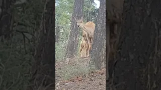 fawn and doe nursing baby deer and mom