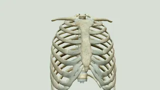3d animation | thoracic cage  القفص الصدري