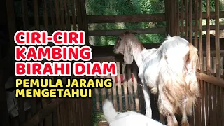 KAMBING BIRAHI DIAM ? - Begini ciri-ciri kambing birahi diam dan cara mendeteksi nya