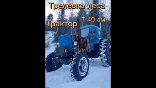 Трактор т 40ам. Трелёвка леса!!!!