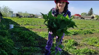 Переезд в Россию/Купили участок 30 соток/Не верю,мы это сделали/Ради детей, пусть будет детство