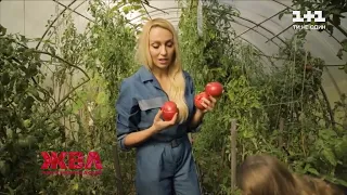Що вирощують на своєму городі Оля Полякова, Віктор Бронюк та Денис Берінчик