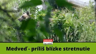 Medveď - príliš blízke stretnutie (bear encounter)