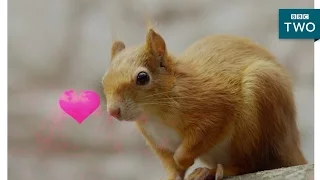 Squirrels in love - Wild Tales from the Village - BBC Two