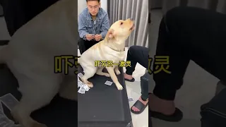 你狗怎么好意思嫌弃我呢？