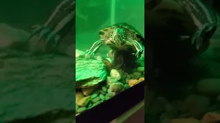 turtle penis