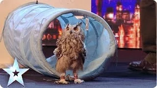 Rocky the owl is a hoot! - Britain's Got Talent 2014 - Berkley Owls (Short version)