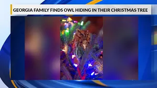 Georgia family finds owl hiding in their Christmas tree