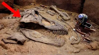 Most AMAZING Fossil Discoveries Ever!