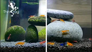 Deep Clean My SHRIMP TANK (after 10 months)