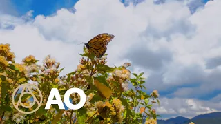 Discover the Story Behind Mexico's Monarch Butterfly Migration | Atlas Obscura