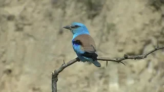 Birding Bulgaria 2016