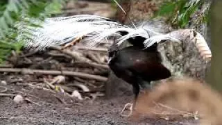 Lyrebird video by Stephen Powell Wildlife Artist