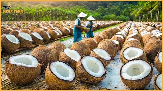 Unveiling The Secrets Of Mass Coconut Production - Coconut Processing At The Factory