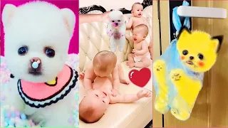 Tik Tok Chó Phốc Sóc Mini 😍 Funny and Cute Pomeranian #411