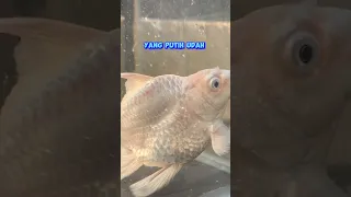 IIKAN AJAIB BISA PANJANG BANGET EKORNYA! #viral #ikan #koi