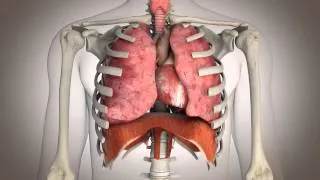 La respiration diaphragmatique.