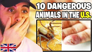 Brit Reacts to 10 Most Dangerous Animals in the U.S.