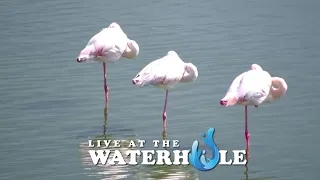 Elephants, Giraffe & Reptiles - Live At The Waterhole