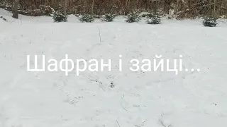 Шафран і зайці...