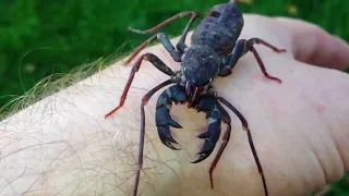 Whip Scorpion  handling