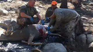 big mule deer down X10 zone