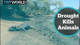 Zimbabwe Drought: Wild animals in danger as water sources dry up